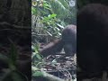 EPIC Orangutan Release. Japik Returns Home! #animals #epic #animalrescue #wildlife