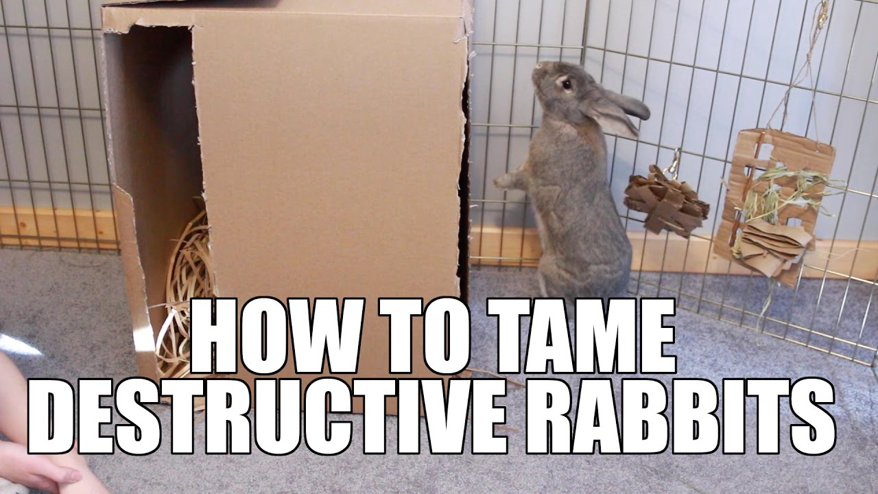 How To Cure Destructive Behavior In Rabbits!