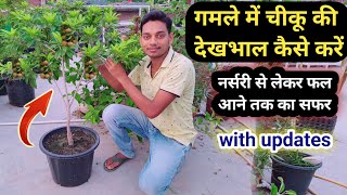 गमले में आएँगे ढेरों चीकू बस करना होगा यह काम / How to grow Chikoo plant in pot / Sapota