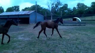 Horses 11
