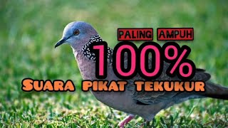 Suara pikat durasi pendek cepat download @amanguklik88