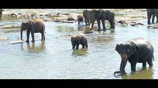 Top 27 Most Funny And Cute Baby Elephant Videos Compilation #1