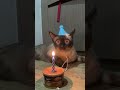 Aniversário do gatinho #fyp #gato