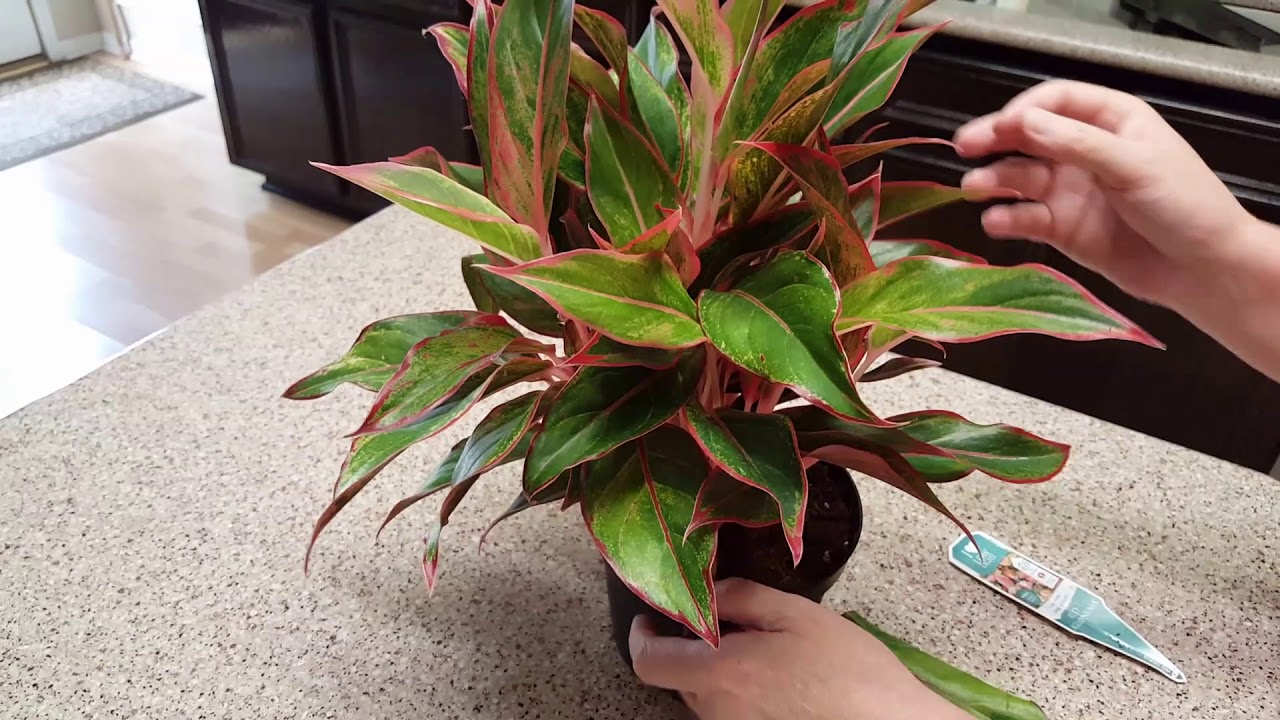 How to maintain a Red Aglaonema  Plant  Donna Joshi YouTube