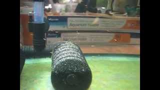 Week Old Danio Roseus