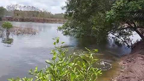 Lure Chẽm Tại Đầm Dơi Cà Mau 28/5/2020