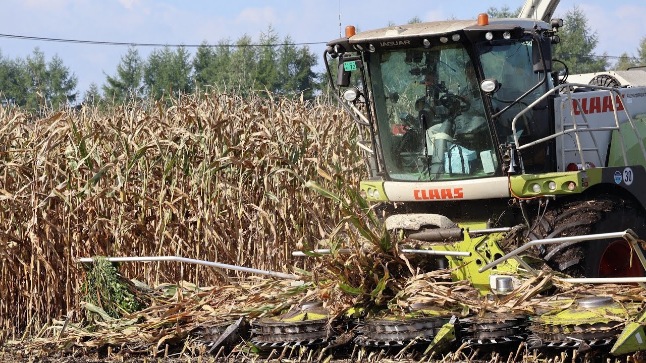 デントコーンの収穫～サイレージができるまで（北海道士幌町）