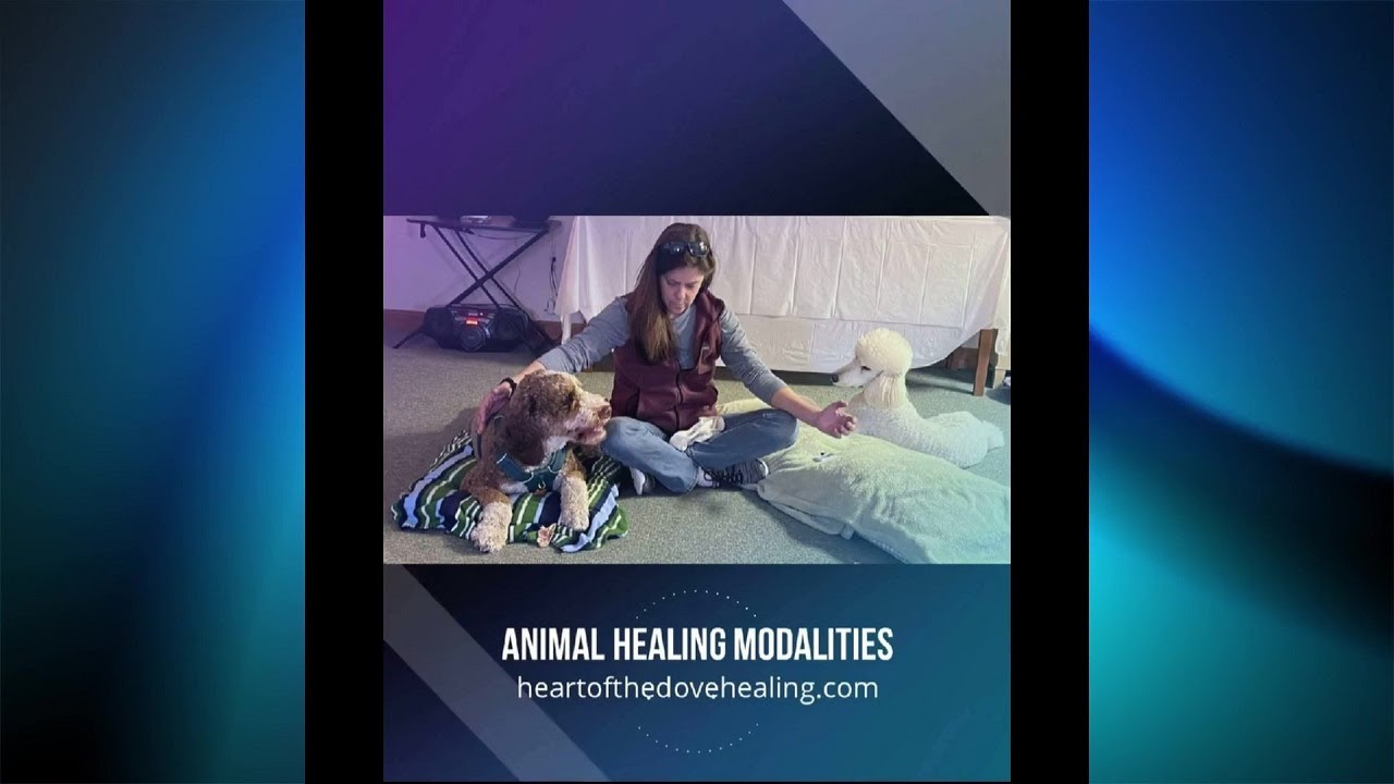 Holistic Healing Modalities for Animals | Holistic Pet Care - YouTube