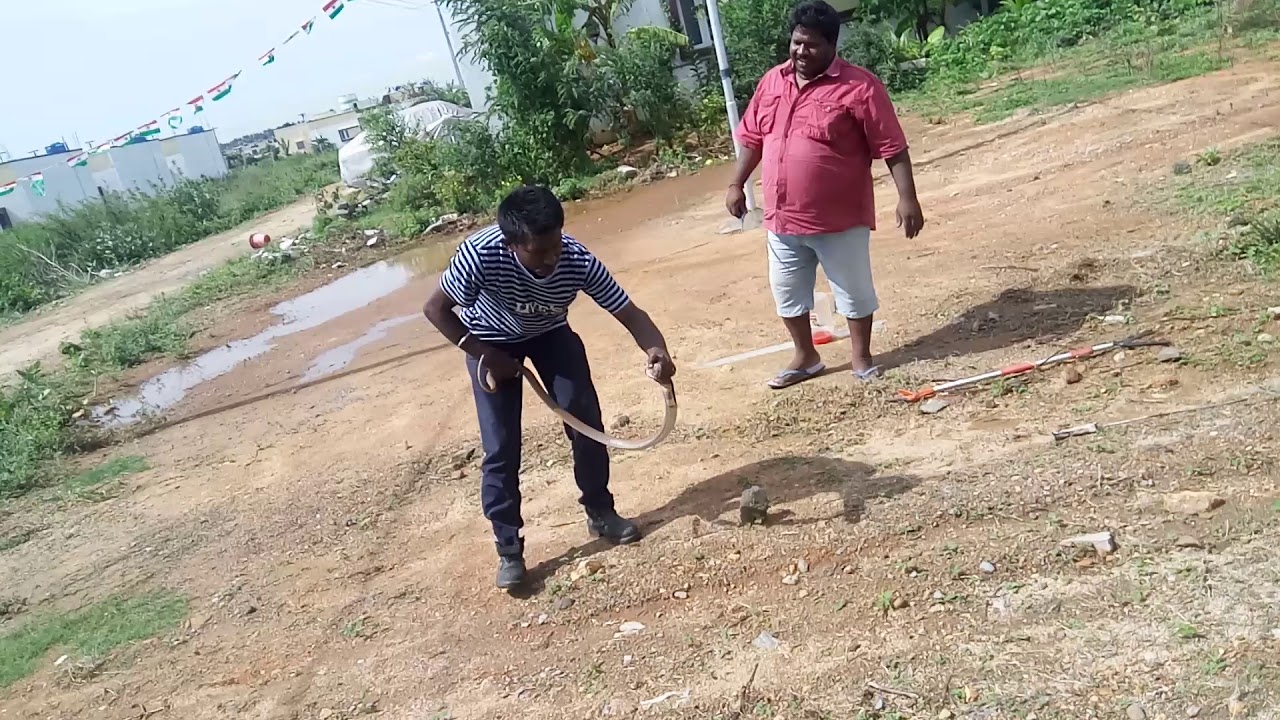 camera iphone 8 plus apk Safely rescuing spectacled cobra tangled in a net. Very hard process.