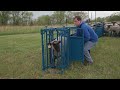 Sydell sheep and goat equipment complete cage unit for sheep and goats