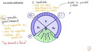 The Cell Cycle