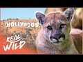 America&#39;s Most Infamous Mountain Lion (P22 Puma Documentary) | Real Wild
