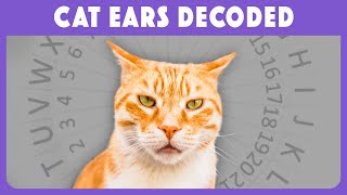 Why Your Cats Ears Move So Much And What It Means