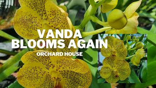 Vanda Blooms Again | Orchard House