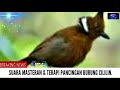 Suara Burung Cililin Jernih Panjang Buat Masteran Terapi Burung Mp3 - Mp4 Download