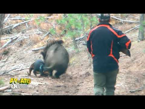 Video: Köpekleri domuz oteline götürebilir misin?