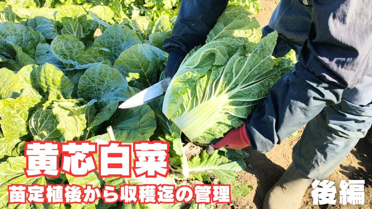 【黄芯白菜】【後編】苗定植後から収穫迄の生長と管理｜収穫方法　2025年10月31日　11月17日　11月28日　12月10日