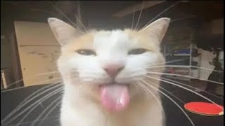 Silly Cat GIFs but with funny sound effects