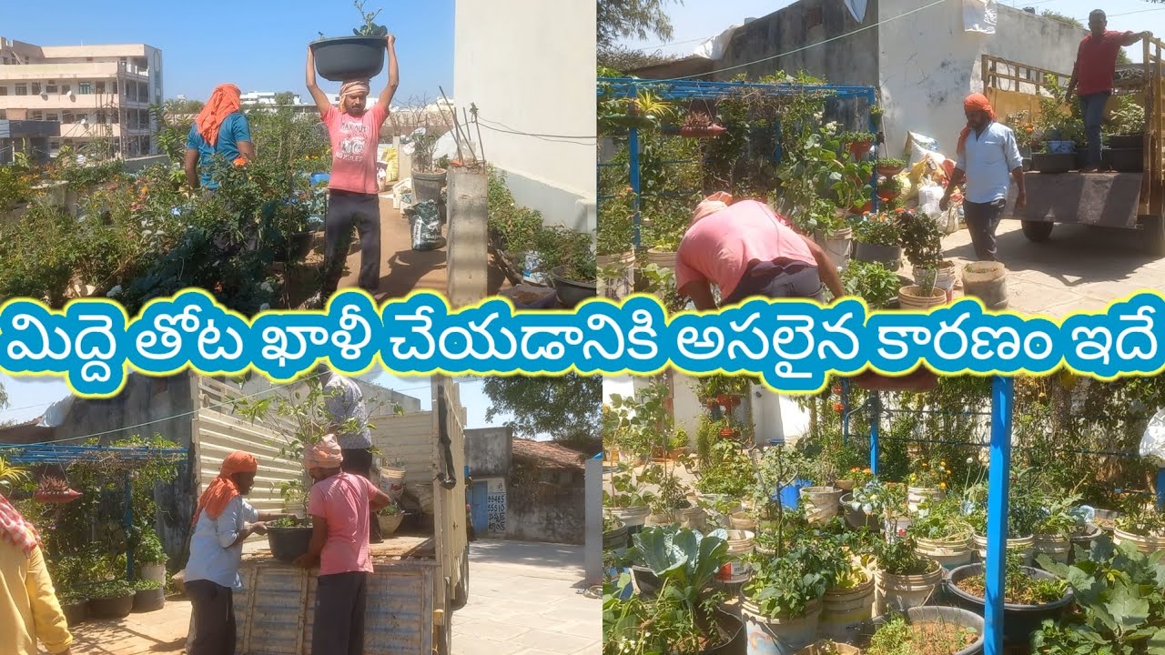 మిద్దె తోట ఖాళీ ఆయే / పెరటి తోట ముస్తాబు ఆయే