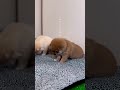 見事にシンクロしました❣️こんなにもかわいい仕草を見せてくれる豆柴きょうだいに拍手👏 I synchronized brilliantly❣️He shows such a cute#shorts