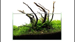 Aquascaping THE SWAMP - Update - *I guess*