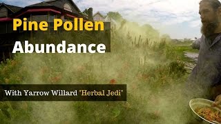 Pine Pollen Abundance |  Power food for the 21st century | Harvesting, Benefits and Herbal Pharmacy