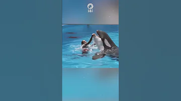سبب هجوم حوت الأوركا على مدربته جيسيكا أثناء العرض 