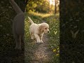 Golden retriever puppy followed a butterfly into a flower meadow#shorts #goldenretriever #puppy