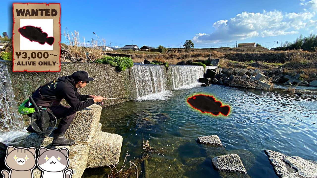 【1匹3千円↑】通常の2.5倍モンスター外来魚が釣れてしまった【コウライオヤニラミ】