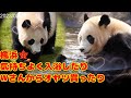 【入浴とオヤツ】春の楓浜🍁 2023年
