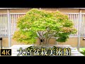 【盆栽】葉が茂り見事です　さいたま市大宮盆栽美術館【Bonsai】The Omiya Bonsai Art Museum