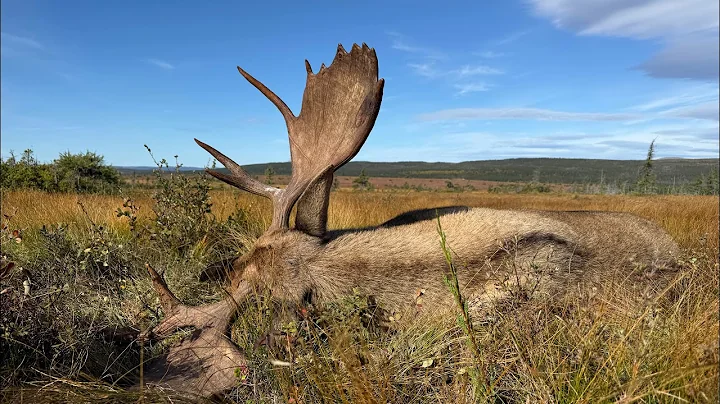 Moose and Caribou Hunting in Newfoundland: 2025 Guiding Season at Eclipse Lake Remote Camp.  