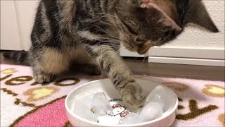 初めての氷に興味津々な子猫