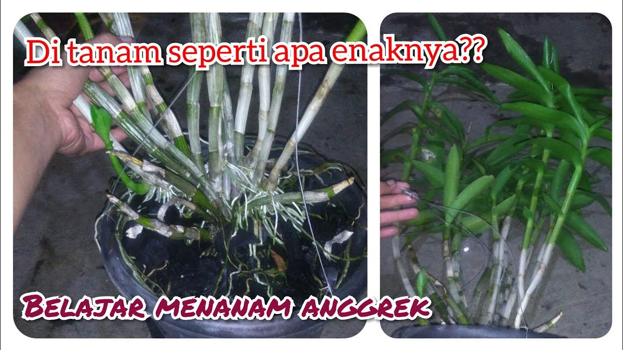 Belajar menanam anggrek setelah di pisah2 YouTube 