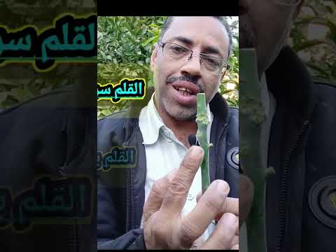 اقلام مانجو سريعة النمو واقلام بطيئة النمو والفرق بينها يسري زراعي المانجو