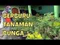 Berburu Tanaman Bunga di Baran Bandungan Semarang