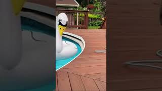 Stop Looking At Me Swan