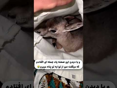 داستان زندگی این بچه اهو مادرشو شکار کردن 