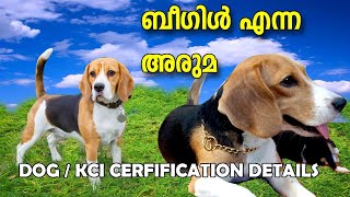 BEAGLE DOG I KCI CERTIFICATION I DOG FARMING KERALA