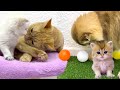 While daddy cat rolls balls with the kitten, the cat washes the other one