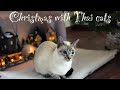 🌀Christmas with Thai cats, part 1 | Thai cats | Traditional Siamese cats