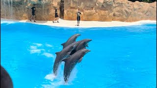 Loro Parque, Dolphin show (high jump). Special guest Ivan