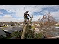 Step by step backyard tree removal