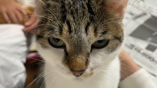 オレの彼女(猫)。ノーカット。