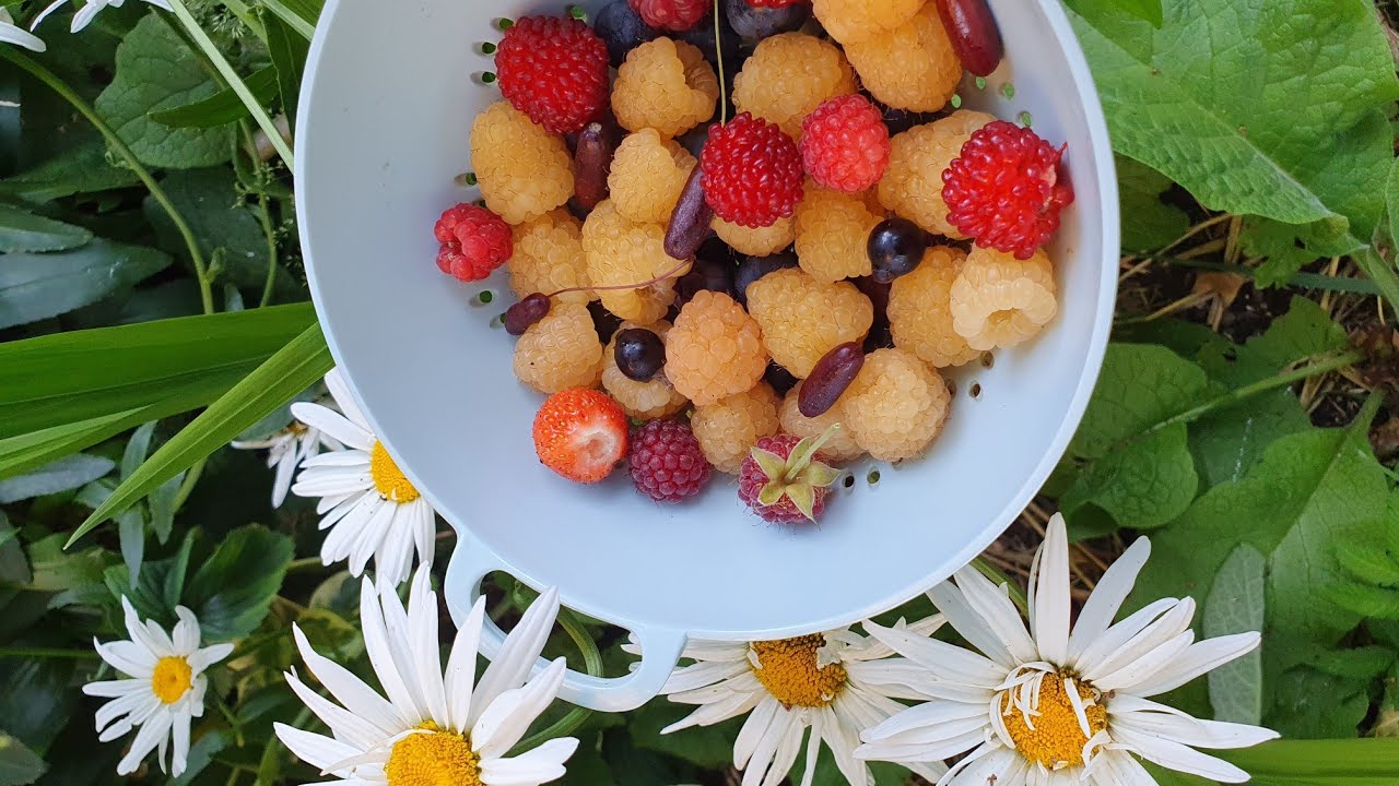 Picking a Sunday Berry Bowl - with the first Balloon Berries