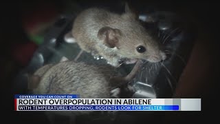 Season change leading to more Abilene residents dealing with rodent problems