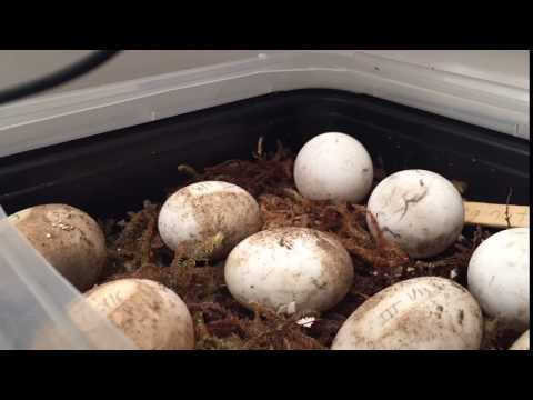 Russian tortoise hatching