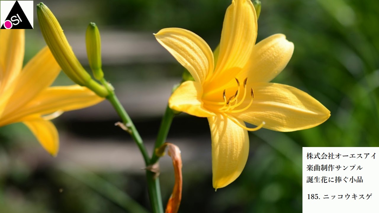 上ニッコウキスゲ 花 言葉 すべての美しい花の画像