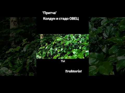 Притча «Колдун и стадо овец»