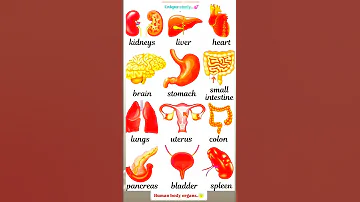 Human Body Organs 